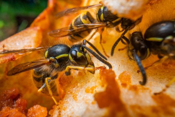 Macro de plusieurs guêpes jaunes et noires se nourrissant sur une surface orangée